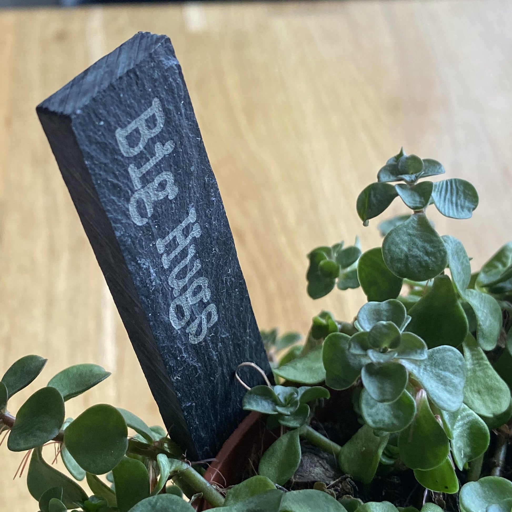 Engraved ‘Big Hugs’ slate plant marker displayed in a potted indoor plant, side view