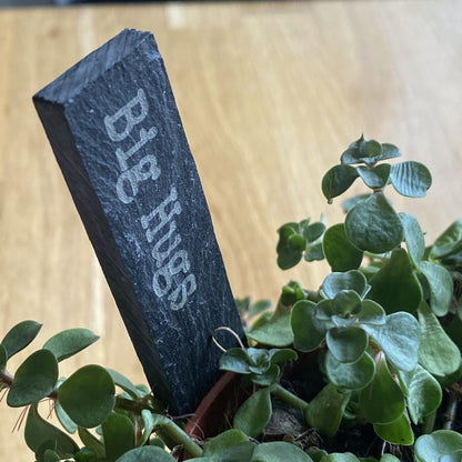 Engraved ‘Big Hugs’ slate plant marker displayed in a potted indoor plant, side view