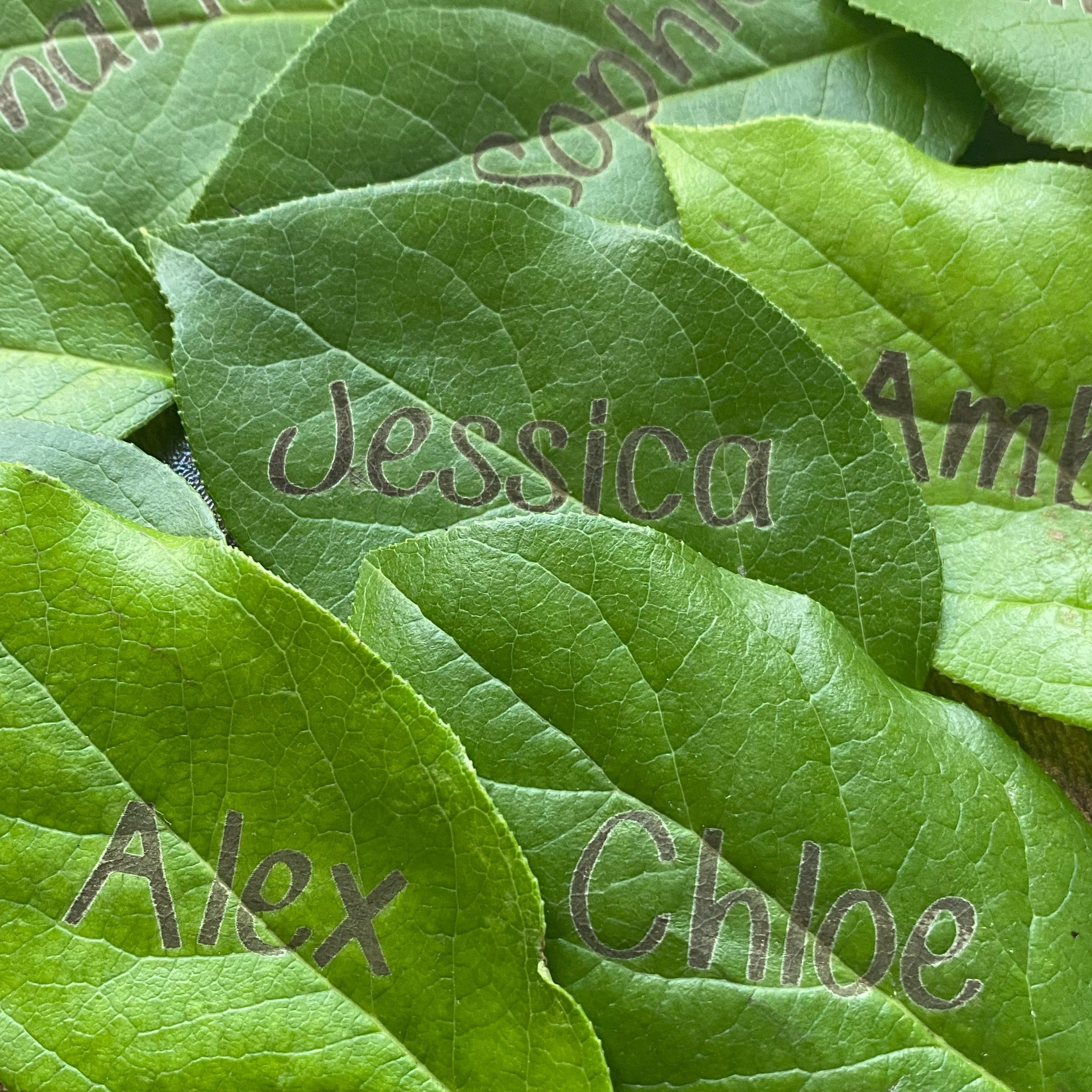Intricate and delicate laser engraving on a real leaf used as a named place setting