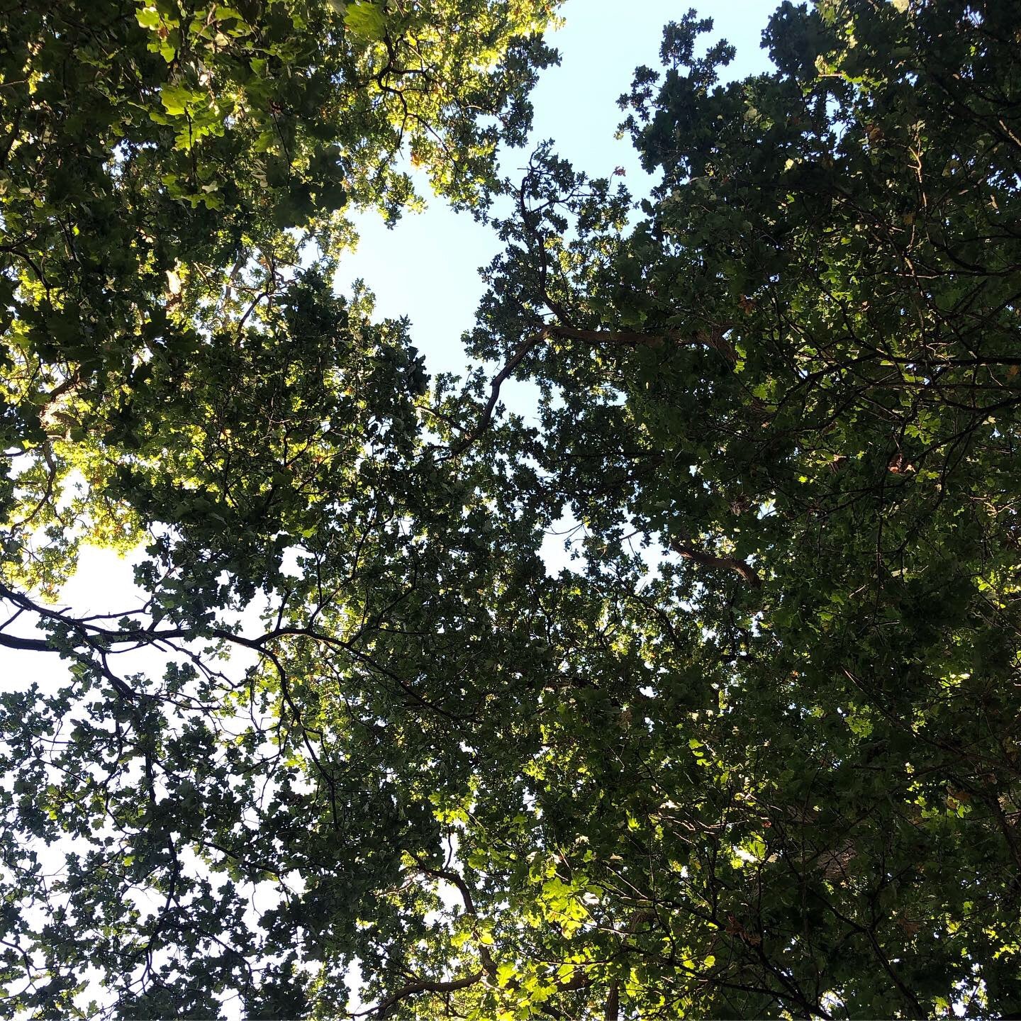 In The Oaks - Banner Image - A tranquil oak tree canopy with lush green leaves and blue skies above, creating a peaceful and serene atmosphere where the studio is based
